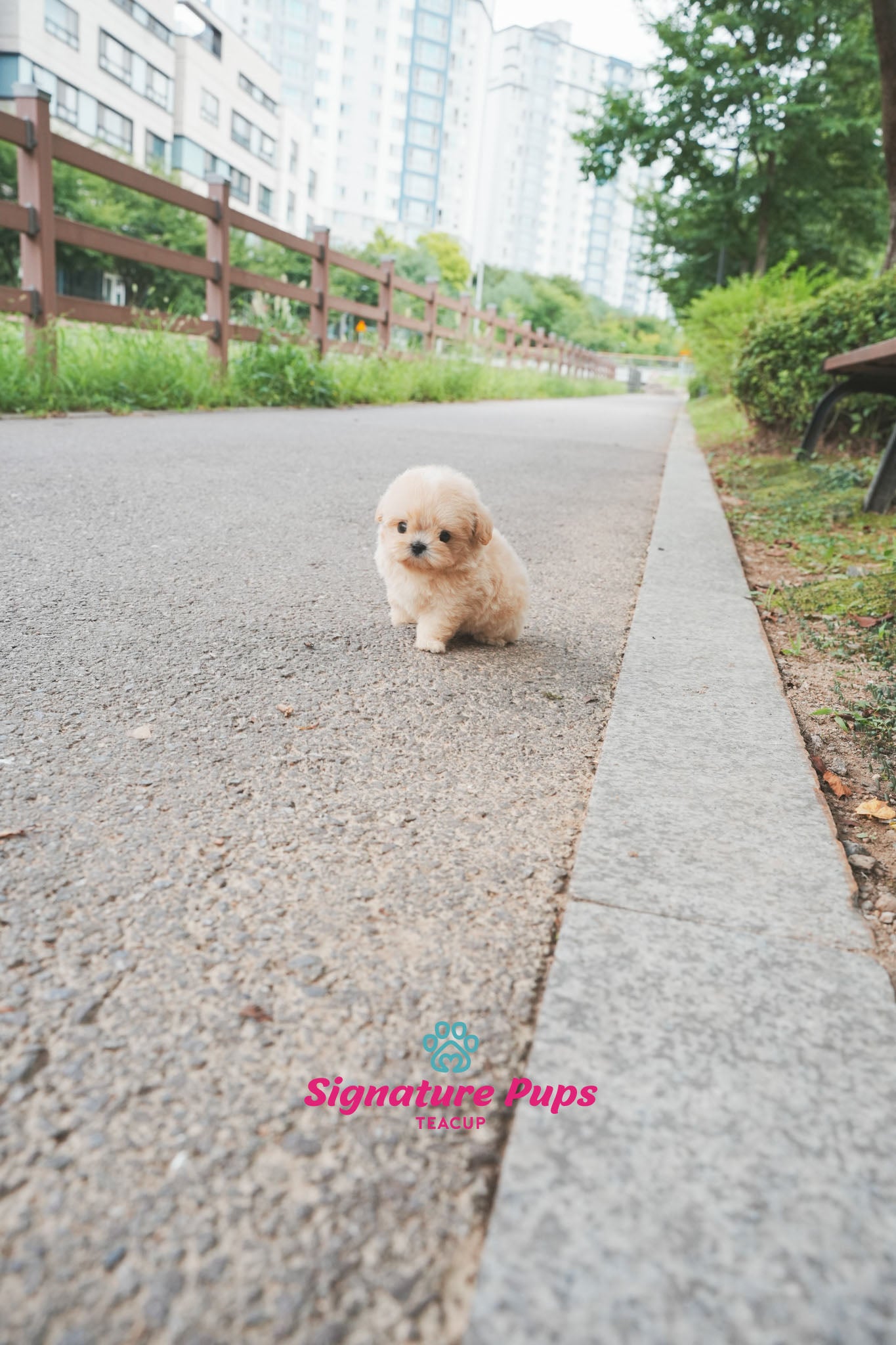 Maltipoo - Buddy