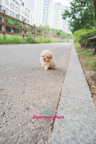 Maltipoo - Buddy