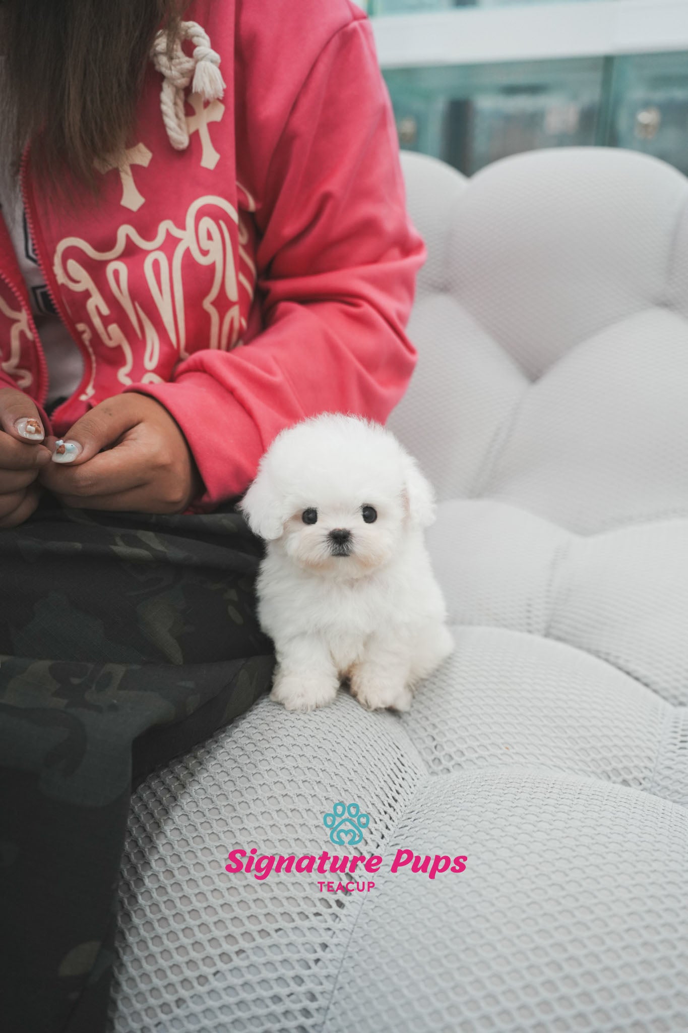 Bichon Frise - Bo