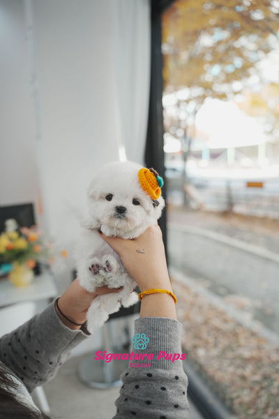 Mini Bichon Frise - Poki