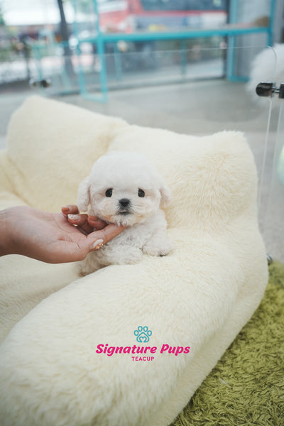 Mini Bichon Frise - Leo