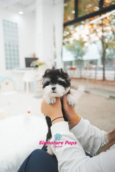 5 months old Miniature Schnauzer - Oscar