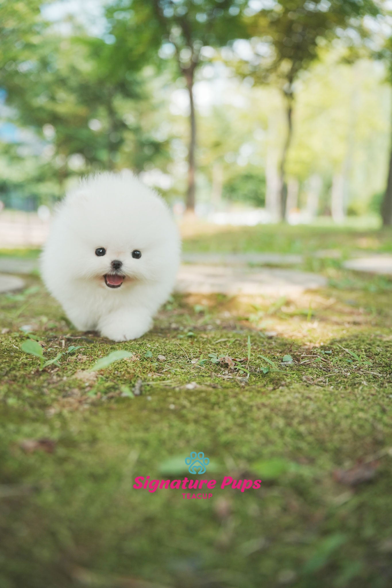 Champ Bloodline Pomeranian - Mocchi (Reserved to New York)