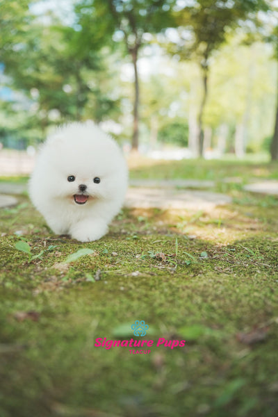 Champ Bloodline Pomeranian - Mocchi (Reserved to New York)