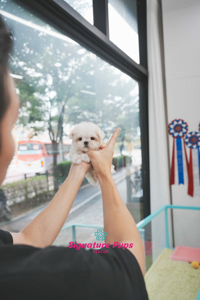 FCI Pedigree Maltese - Cherry