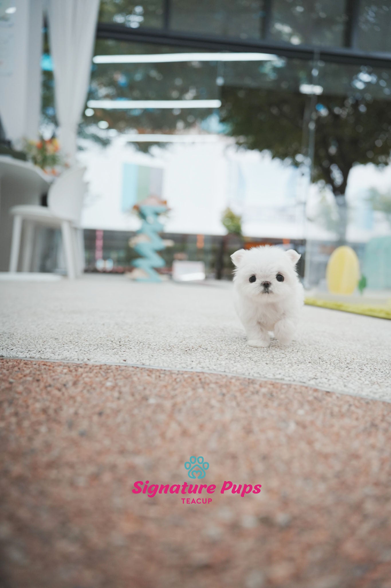 Maltese - Chu