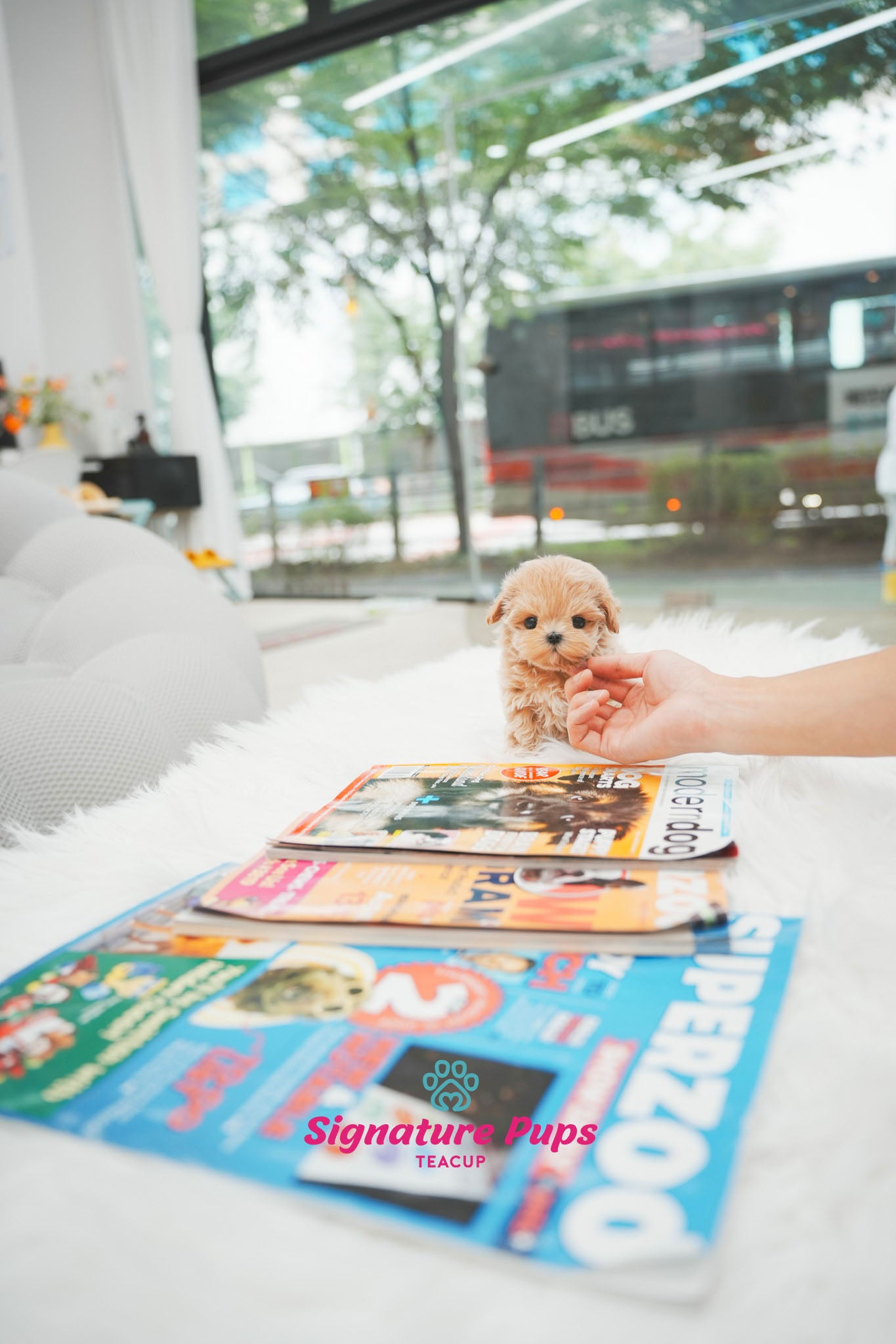 Maltipoo - Sunny
