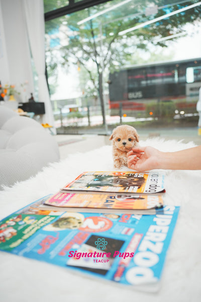 Maltipoo - Sunny