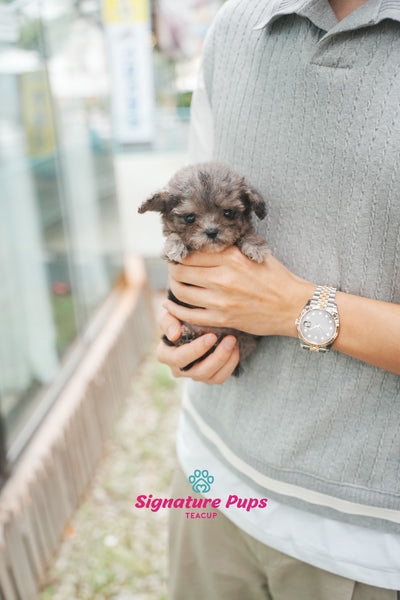 Poodle - Allo