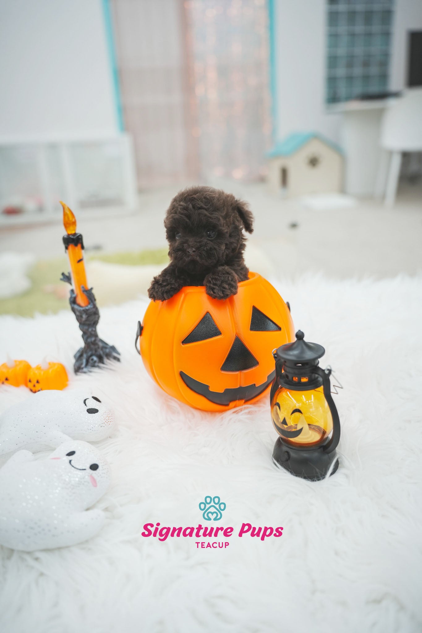 Choco Poodle - Latte
