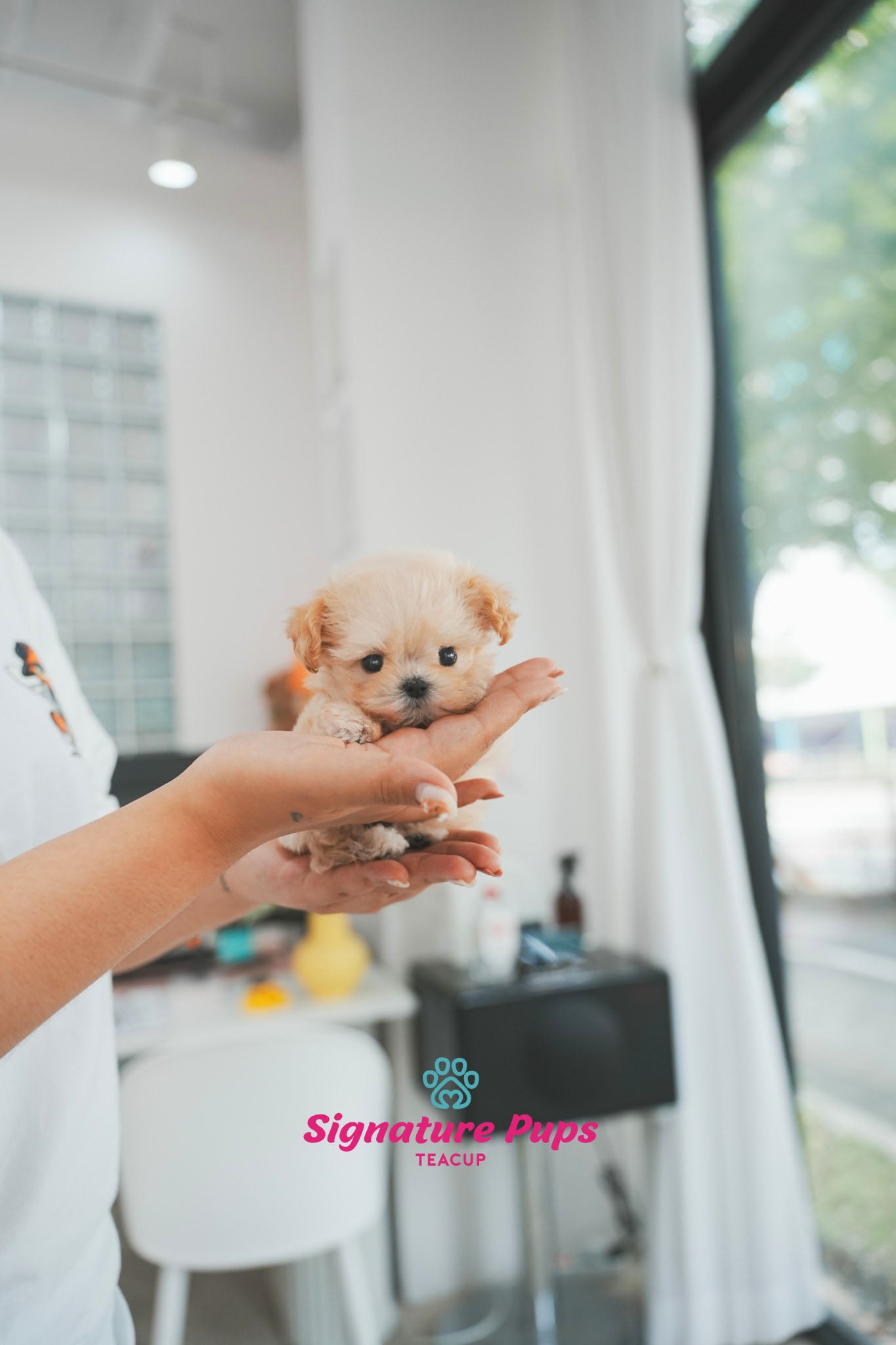 Micro Size Maltipoo - Sugar
