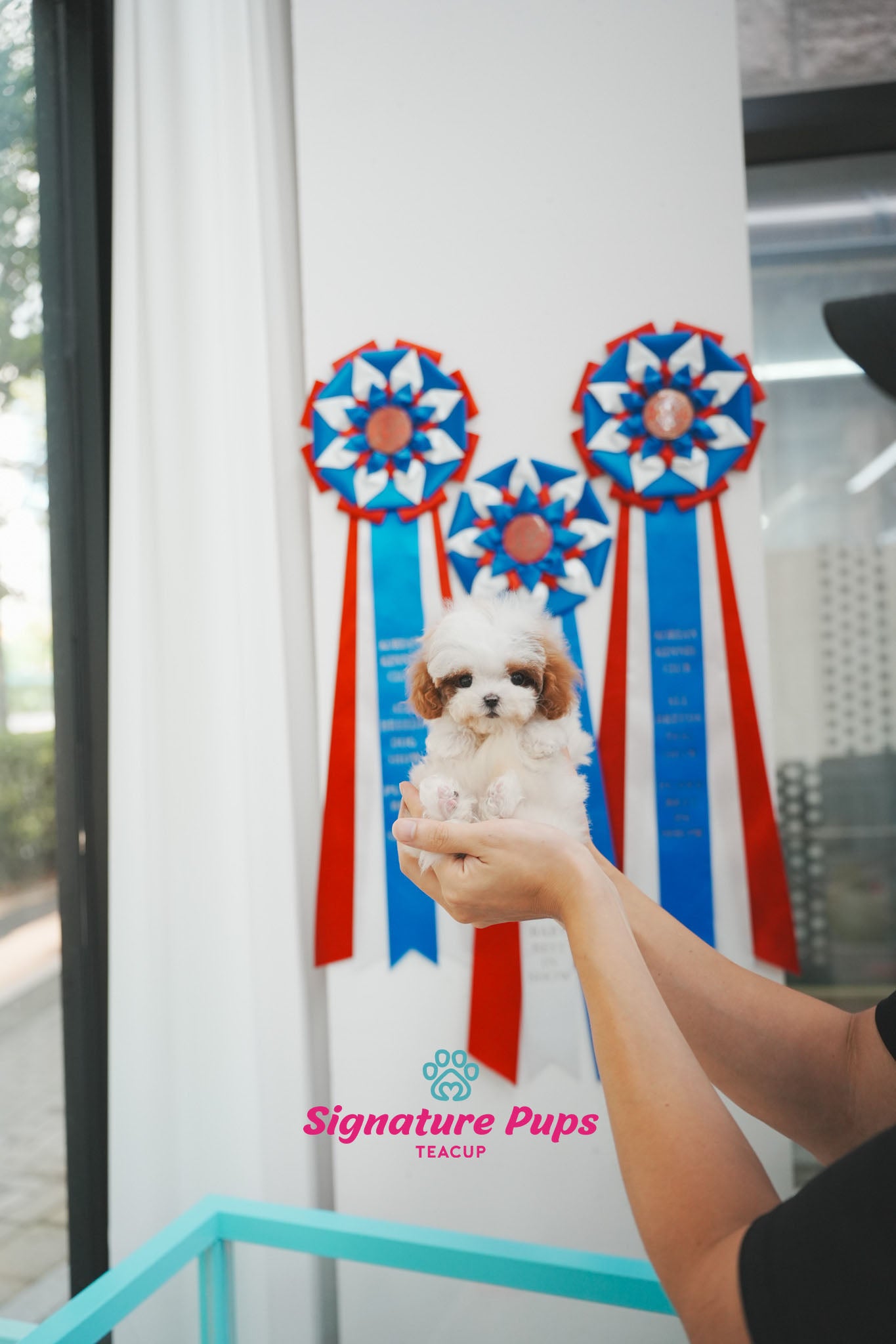 Parti Maltipoo - Pepe