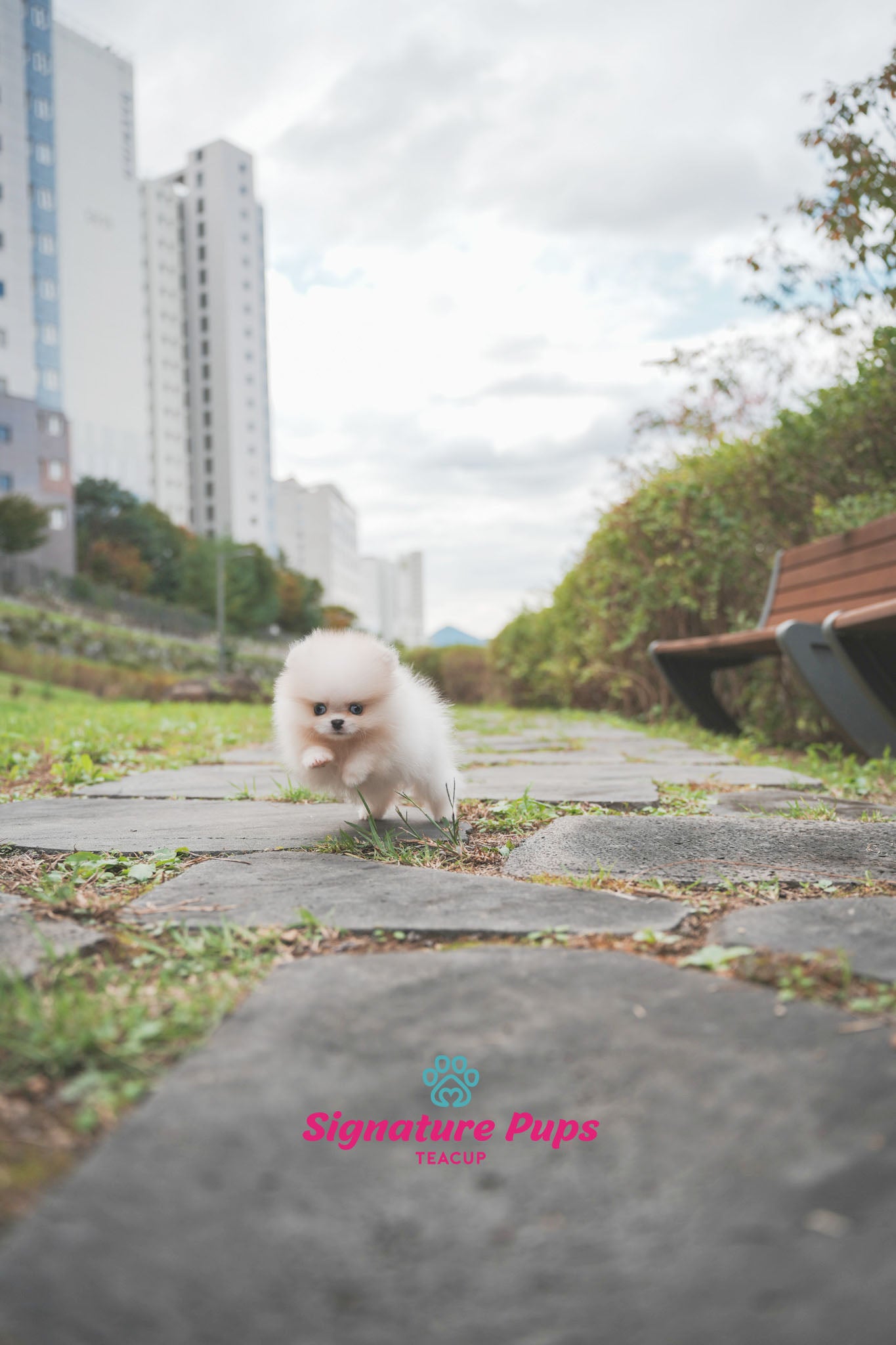 Parti Pomeranian - Shasha