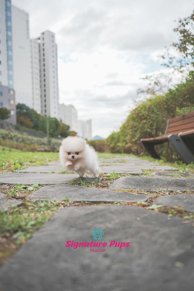 Parti Pomeranian - Shasha