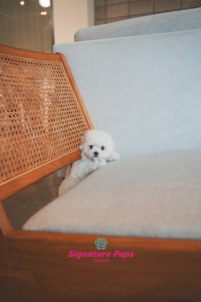 COTON DE TULEAR - Kkuri