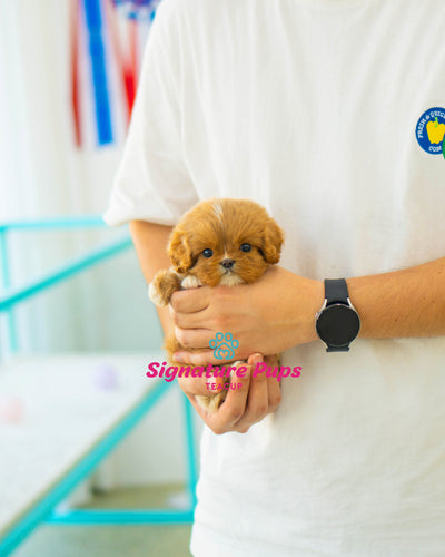 Mini Cavapoo - Chopa