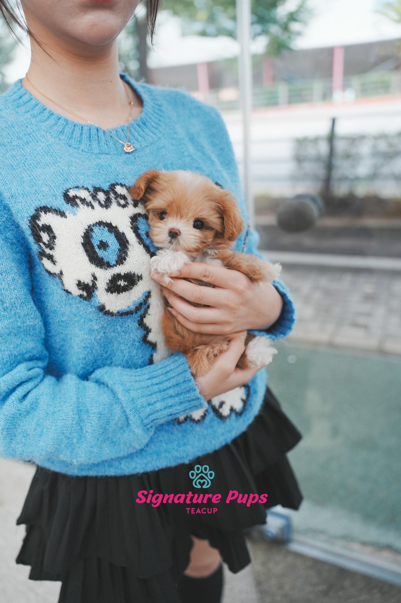 Maltipoo - Lilly