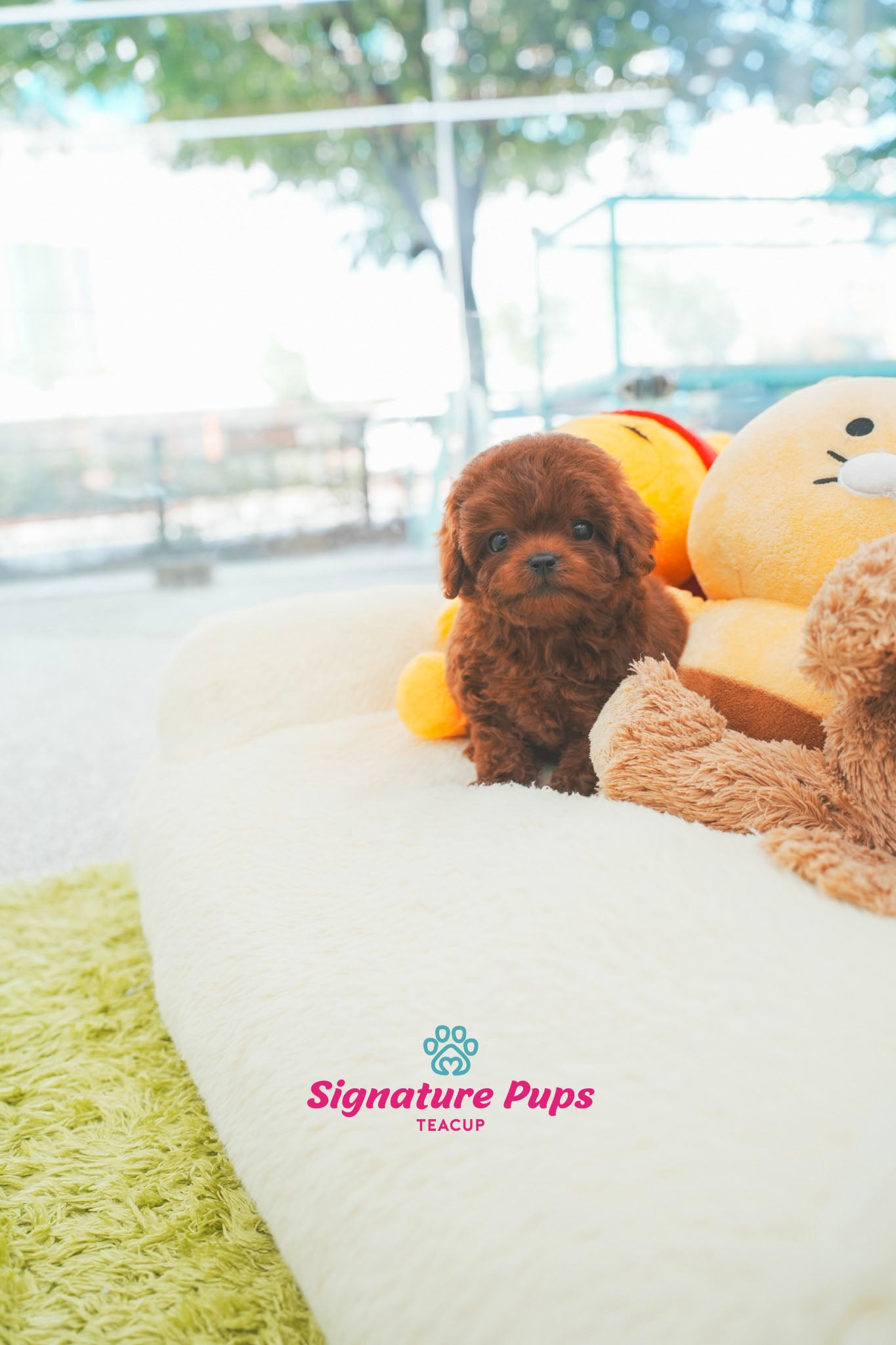 Poodle - Mia