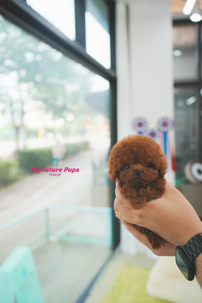 Red Poodle - Cookie