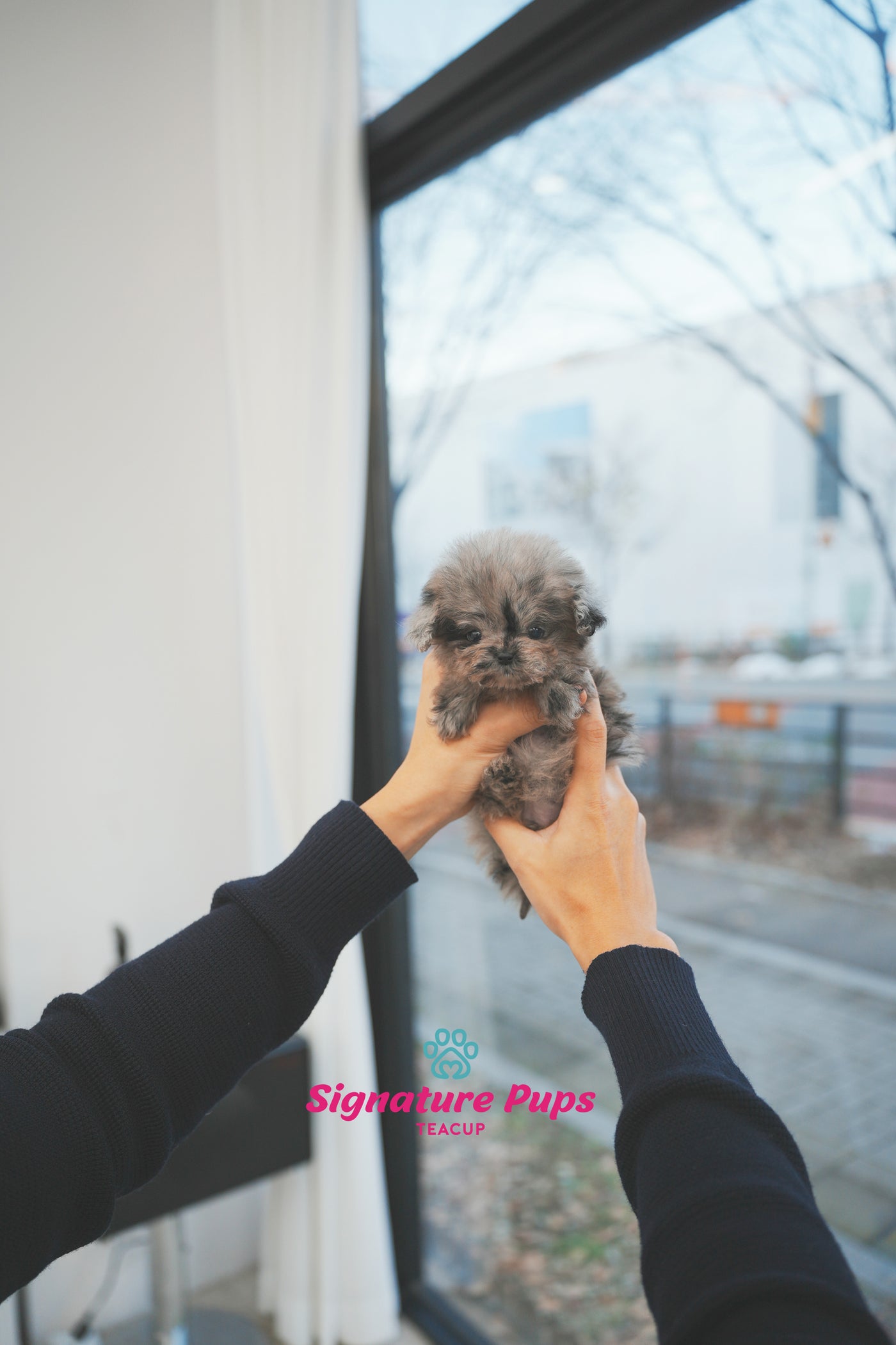 Blue Merle Poodle -  Diane