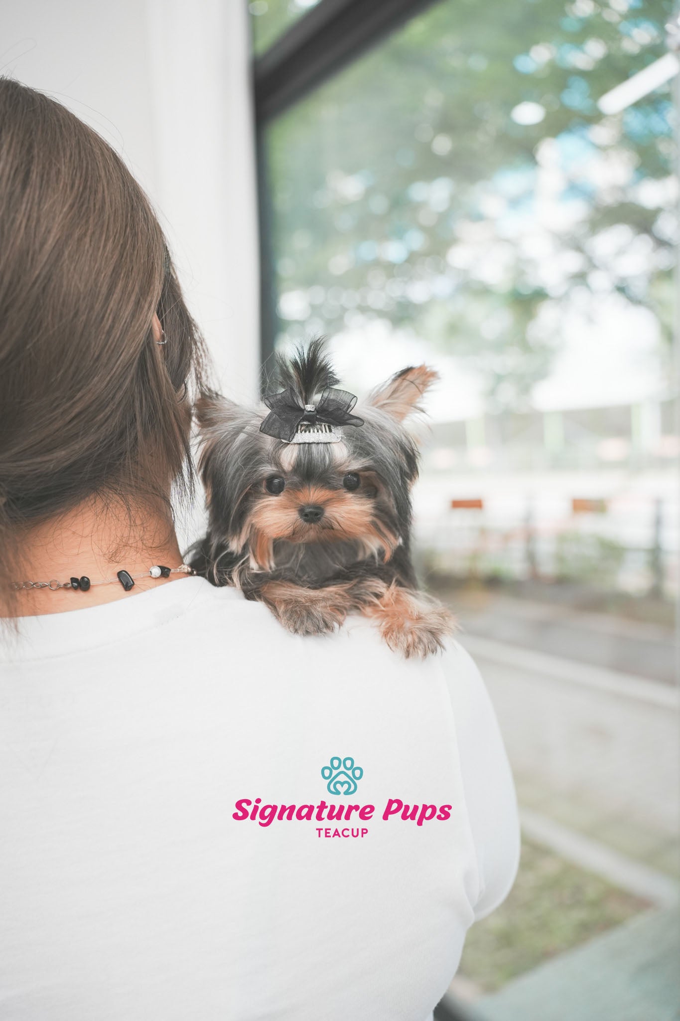 5.5 month Yorkshire Terrier - Clair