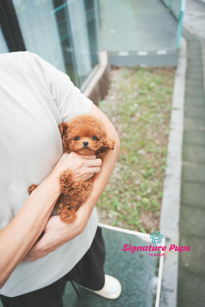 Red Poodle - Mocha