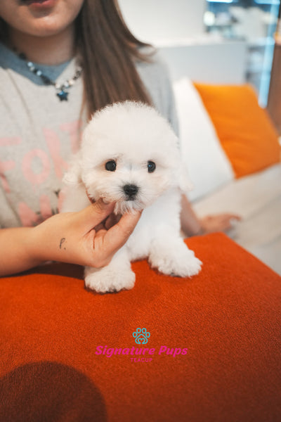 COTON DE TULEAR - Kkuri