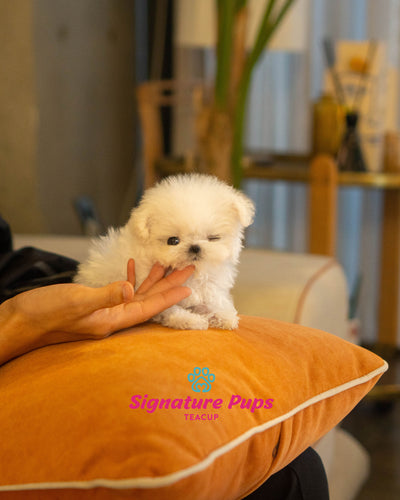 Micro Bichon Frise - Mochi