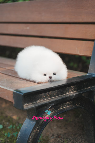 Champ Bloodline Pomeranian - Mocchi (Reserved to New York)