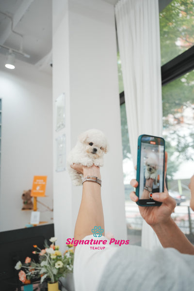 Mini Bichon Frise - Leo