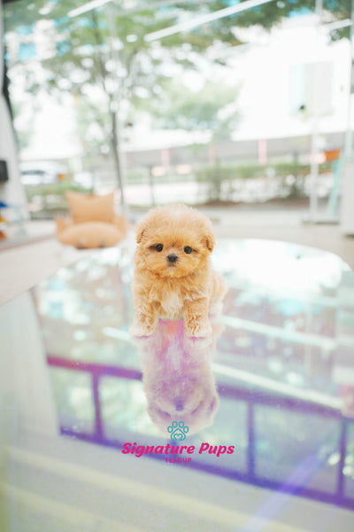 Maltipoo - Cherry