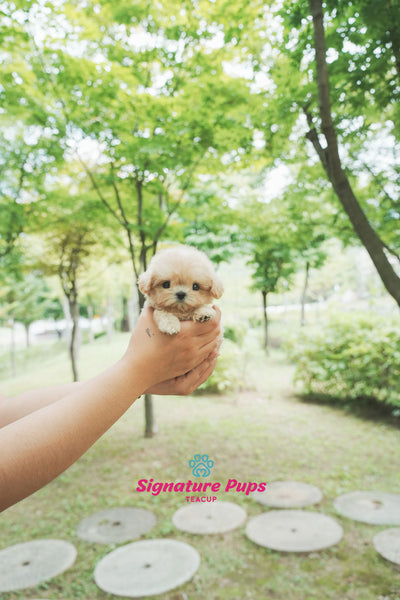 Maltipoo - Buddy