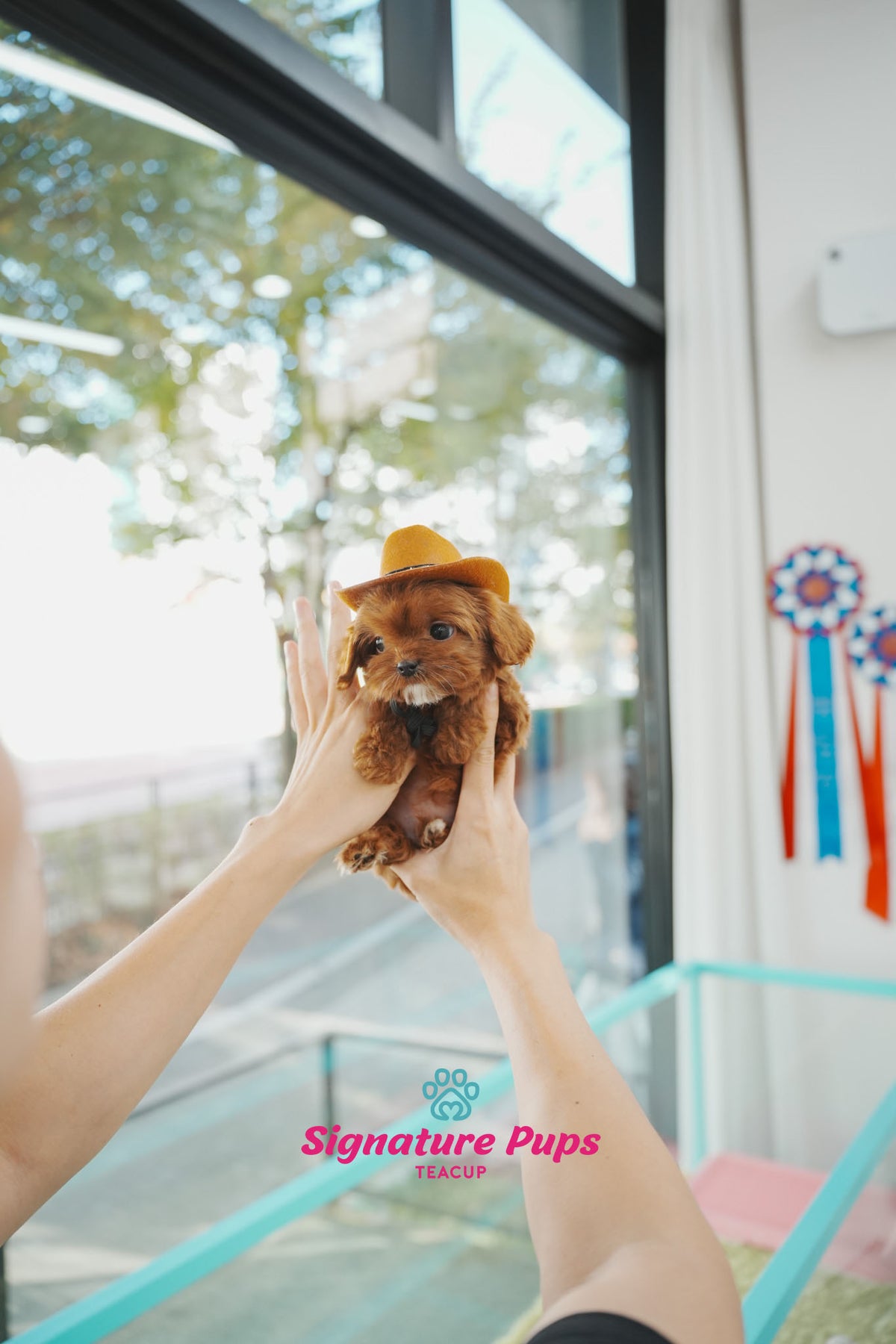Cavapoo Cookies 7 month Old Cavapoo - Cookie – Signature Teacup Pups