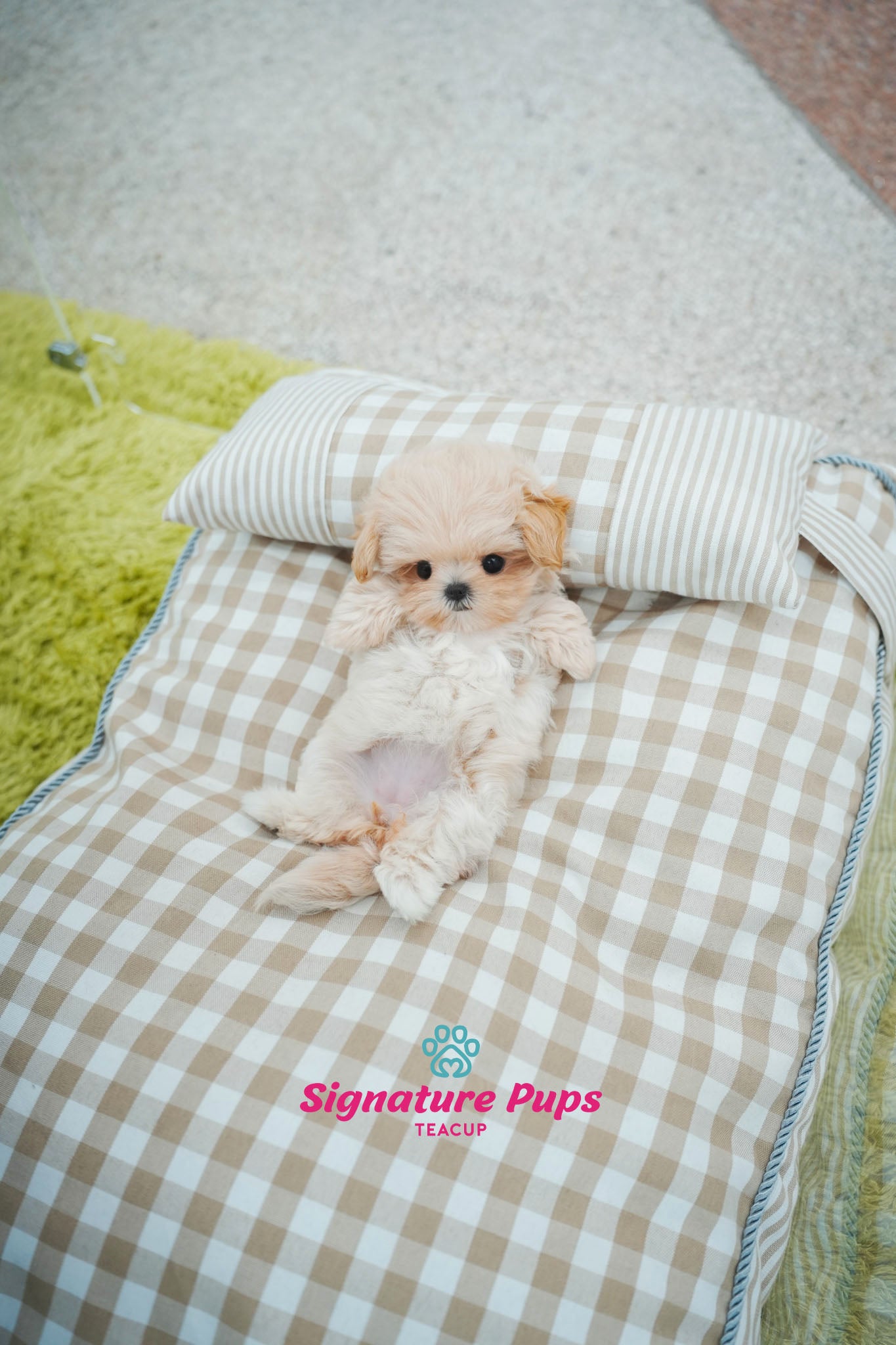 Maltipoo - Sena (Reserved to Chicago)