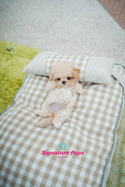 Maltipoo - Sena (Reserved to Chicago)
