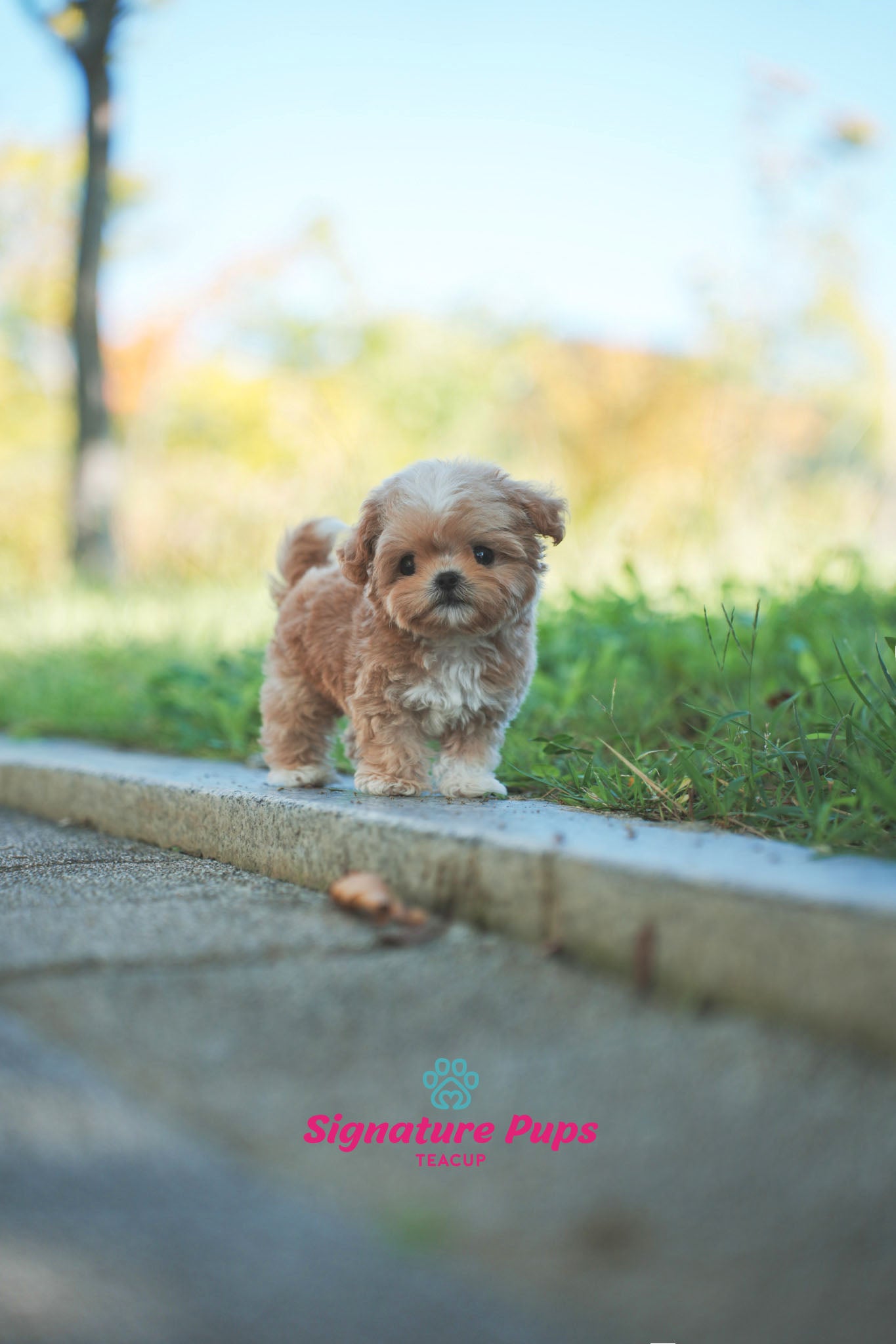 Maltipoo - Jin