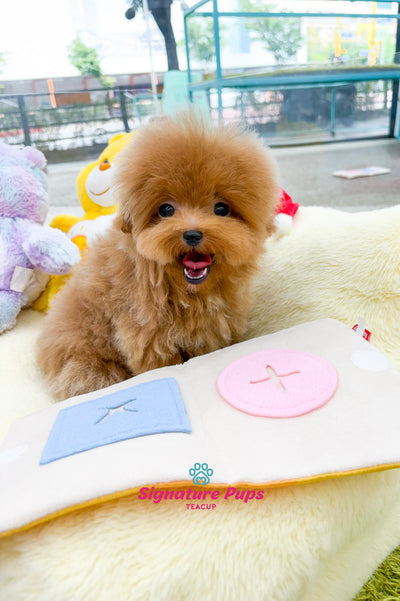 6 Months Old Cream Poodle - Shimba (Reserved to Texas)