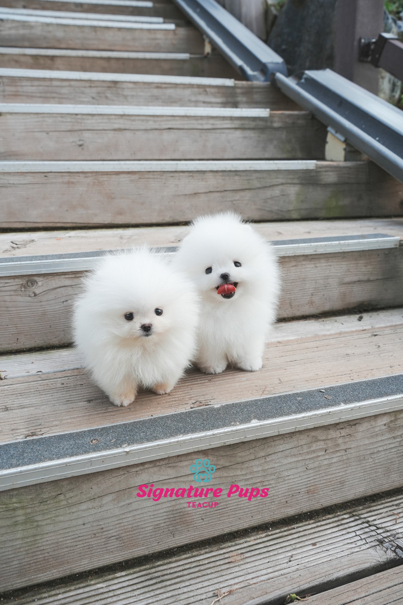 Pomeranian - Din & Buzz