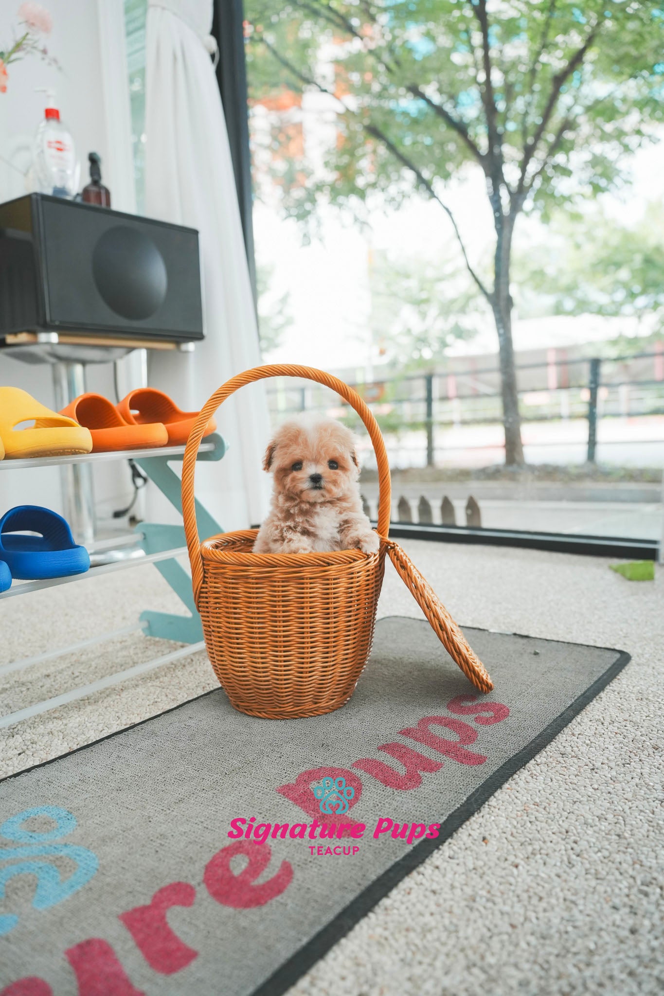 Maltipoo - Luffy