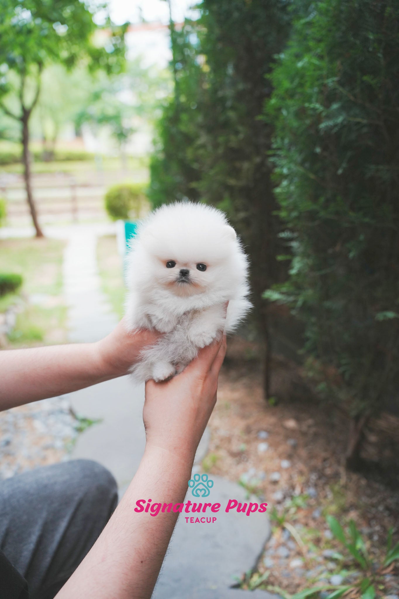 Micro Pomeranian - Marshmello