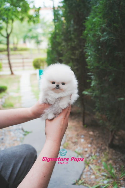 Micro Pomeranian - Marshmello