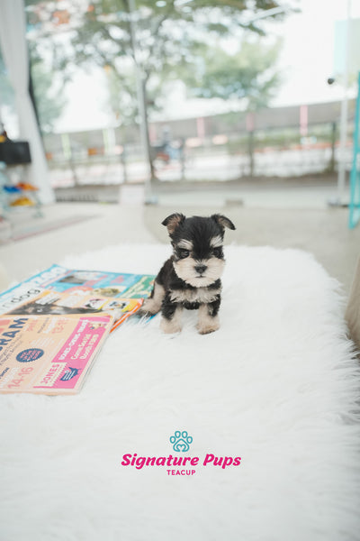 Miniature Schnauzer - Oscar