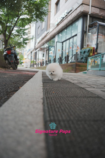 Champion Pedigree Pomeranian - Zeus