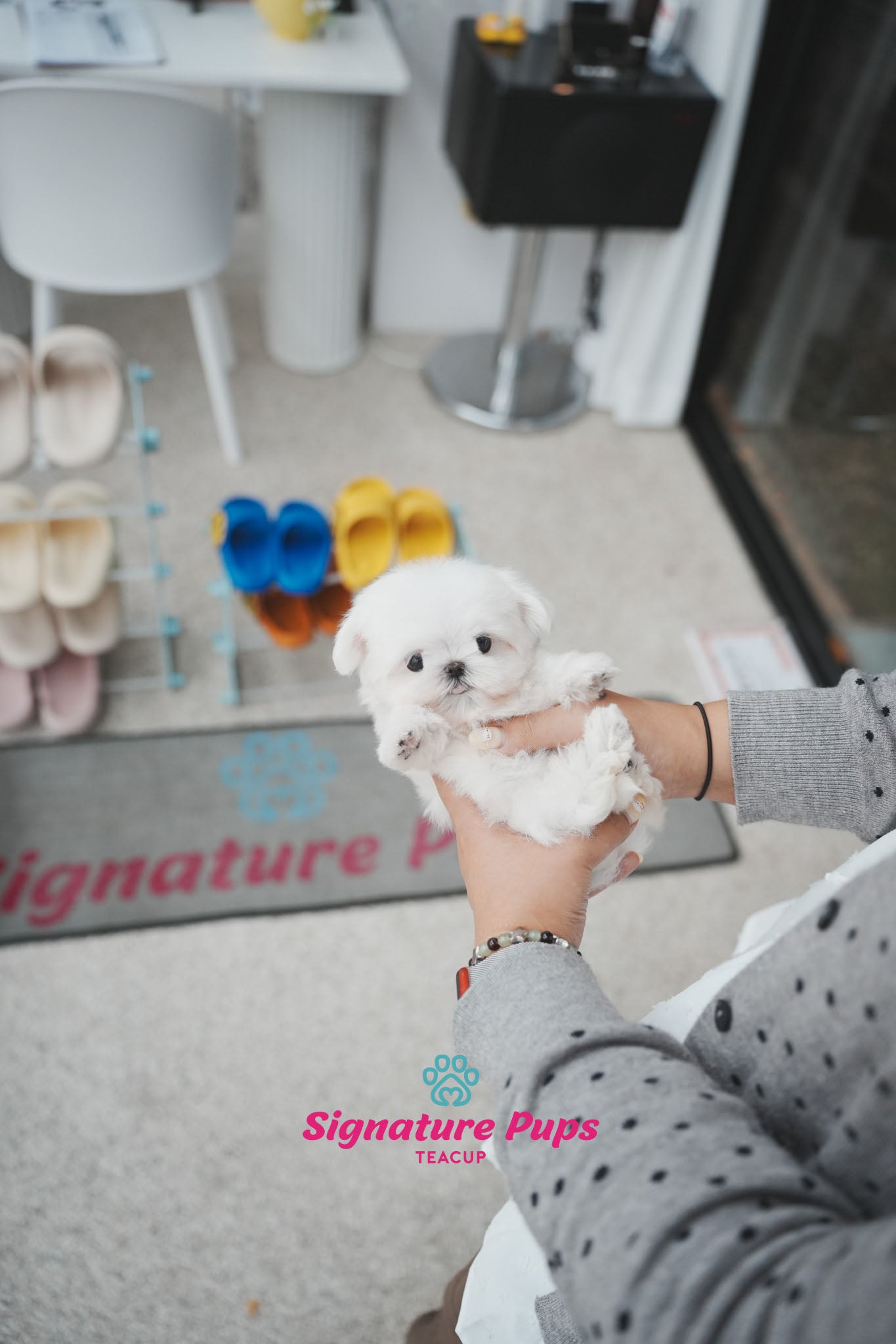 FCI Pedigree Maltese - Teo