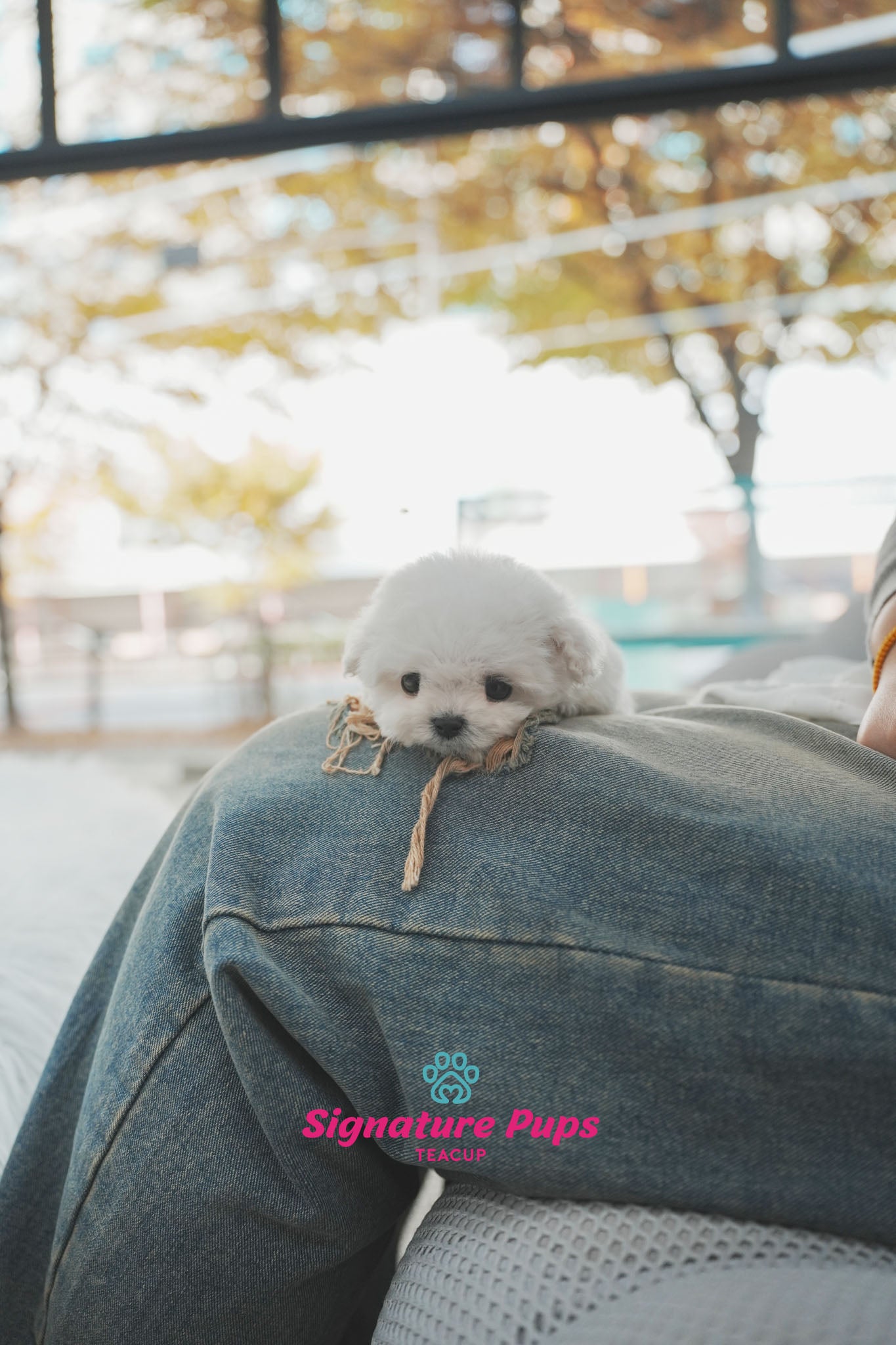 Mini Bichon Frise - Poki