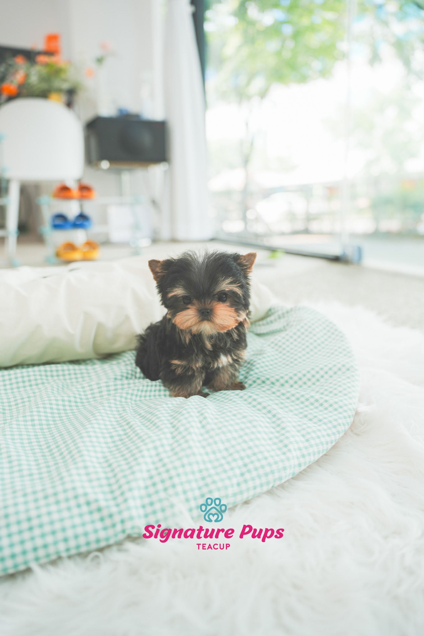 Yorkshire Terrier - Clair