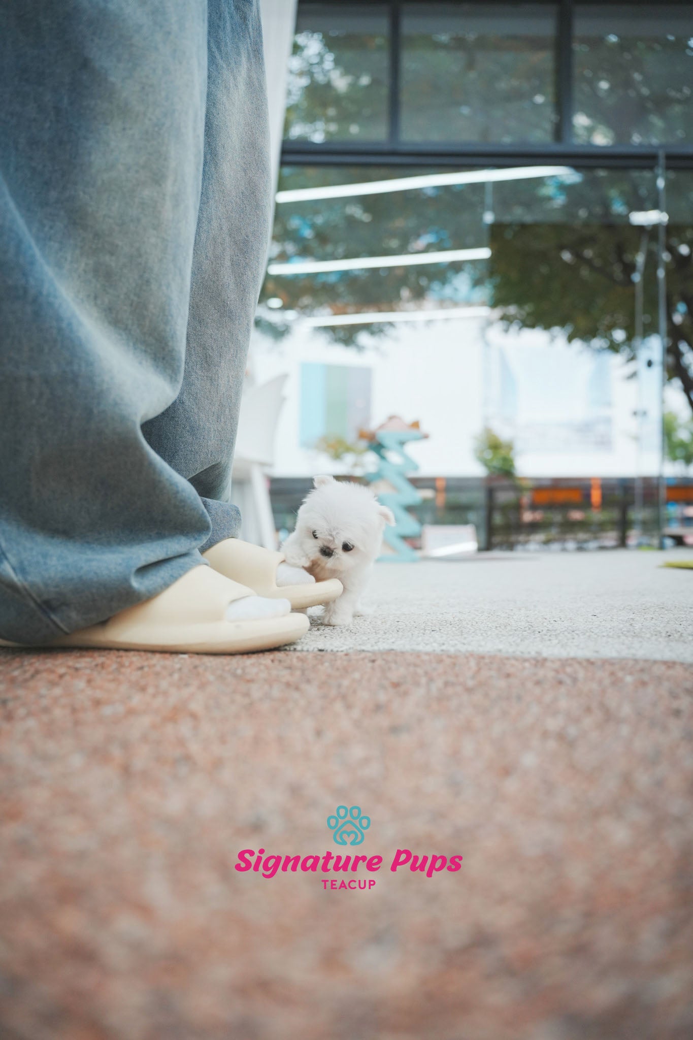 Maltese - Chu