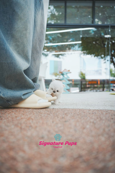 Maltese - Chu