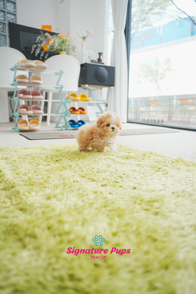 Parti Maltipoo - Benji