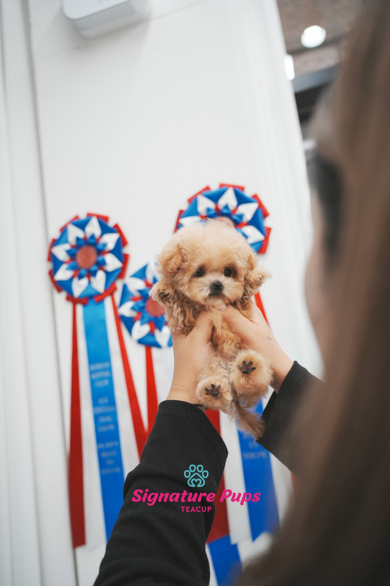 Maltipoo - Shelly